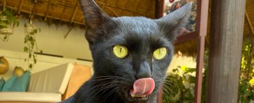 Svart katt som slikker seg om munnen.