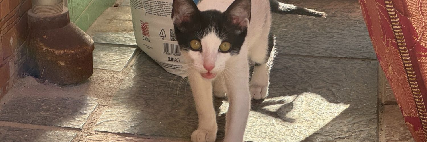 Hvit og svartkatt på grått og brunt flisgulv.