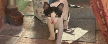 Hvit og svartkatt på grått og brunt flisgulv.