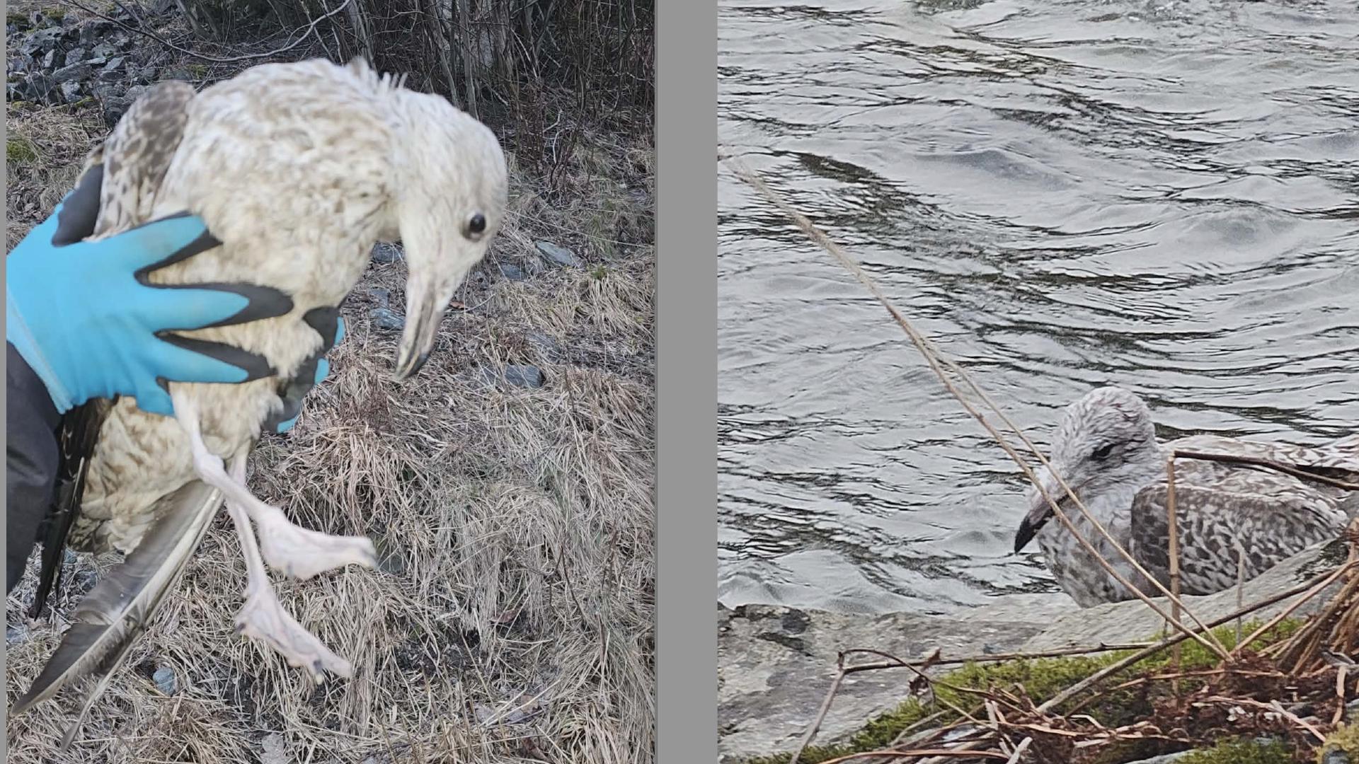 Medtatt ung gråmåke som blir holdt av en hanskekledd hånd og sliten gråmåke i vannkanten.