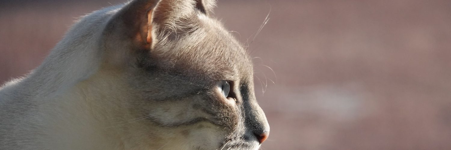 Kremfarget katt med gråbrunt hode som ser til siden.