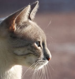 Kremfarget katt med gråbrunt hode som ser til siden.