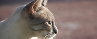 Kremfarget katt med gråbrunt hode som ser til siden.