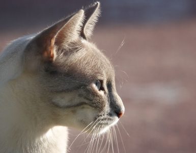 Katt - Dyr og folk Kremfarget katt med gråbrunt hode som ser til siden.
