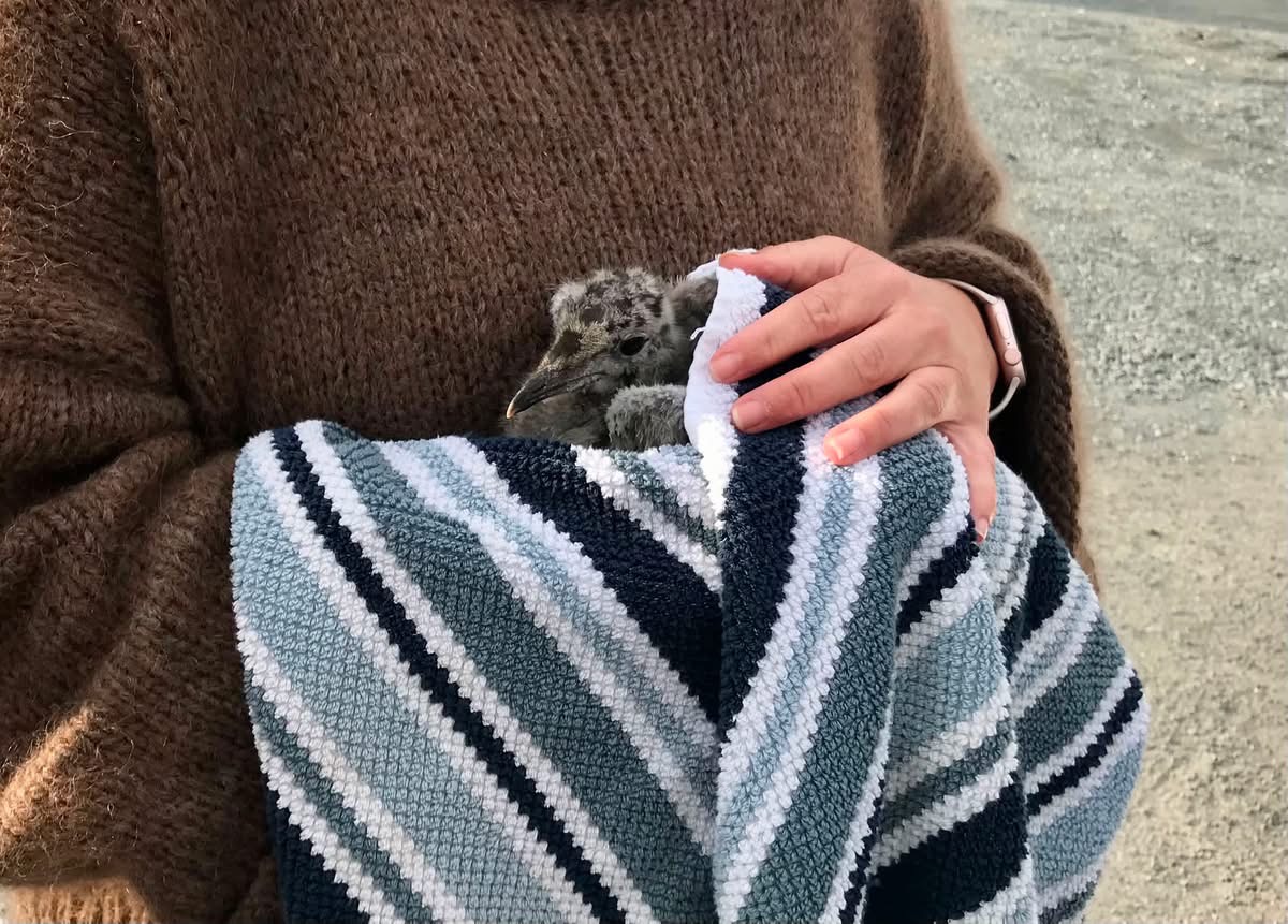 Person in a brown knit sweater gently cradling a small gray chick wrapped in a striped blue-gray towel outdoors.
