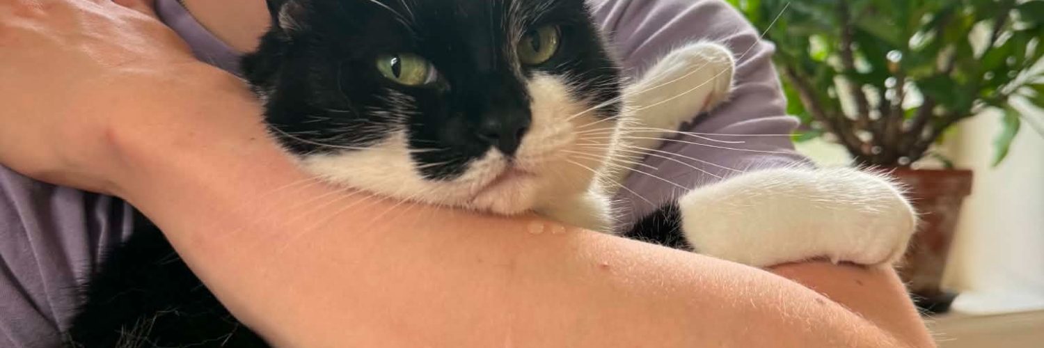 Svart og hvit katt som blir holdt. Katten sikler på armen.
