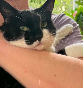 Svart og hvit katt som blir holdt. Katten sikler på armen.
