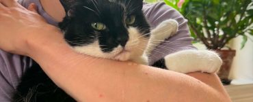 Svart og hvit katt som blir holdt. Katten sikler på armen.