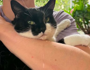 Katt som sikler - Dyr og folk Svart og hvit katt som blir holdt. Katten sikler på armen.