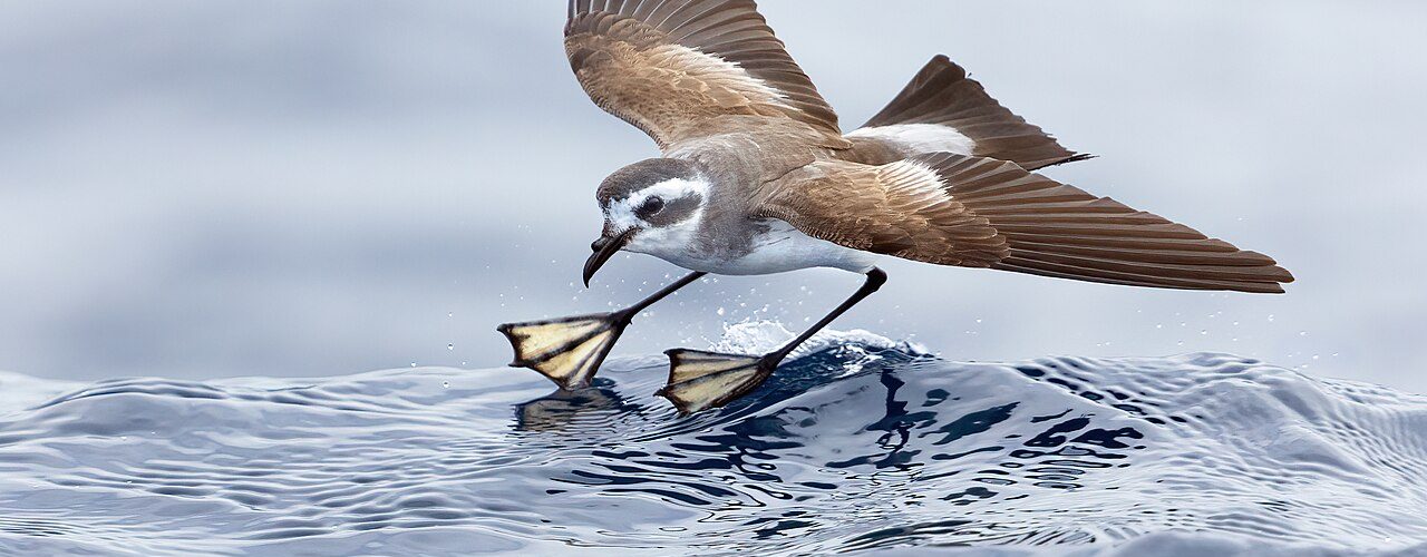 Brown-and-white seabird mid-flight with wings spread, extending its webbed feet to land on a blue ocean wave.