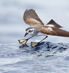Brown-and-white seabird mid-flight with wings spread, extending its webbed feet to land on a blue ocean wave.