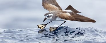 Brown-and-white seabird mid-flight with wings spread, extending its webbed feet to land on a blue ocean wave.