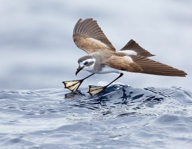 White-faced_Storm-petrel_0A2A9606 - Dyr og folk Brown-and-white seabird mid-flight with wings spread, extending its webbed feet to land on a blue ocean wave.