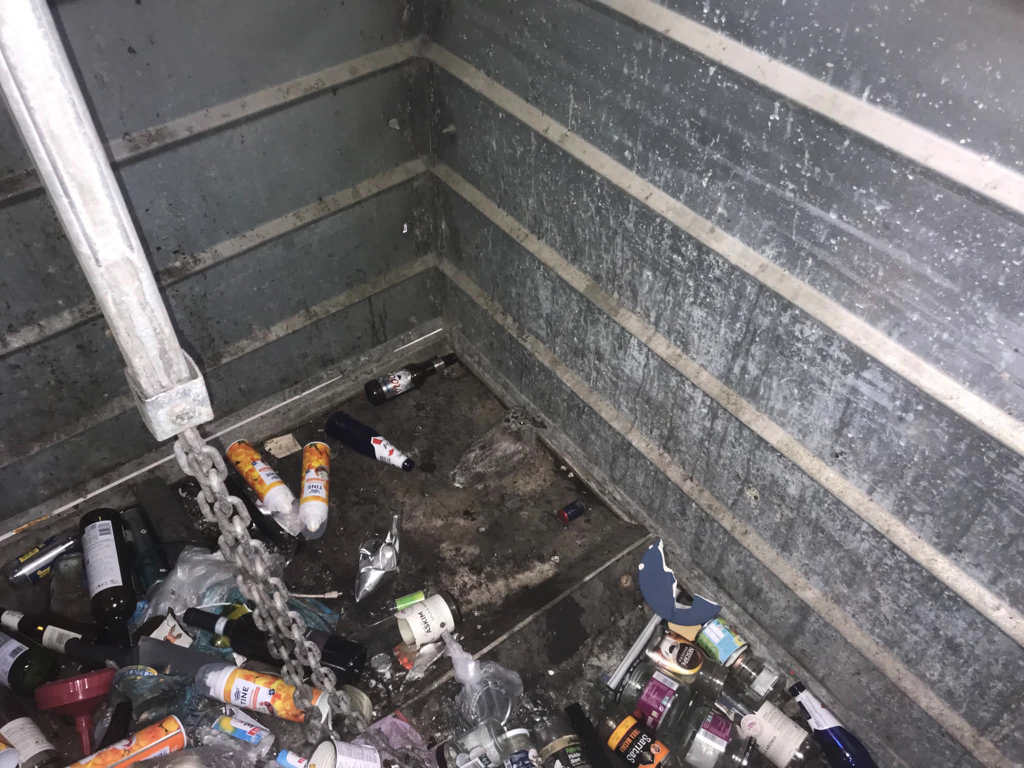 Måkeungen ligger blant metall og glassøppel på gulvet i containeren.