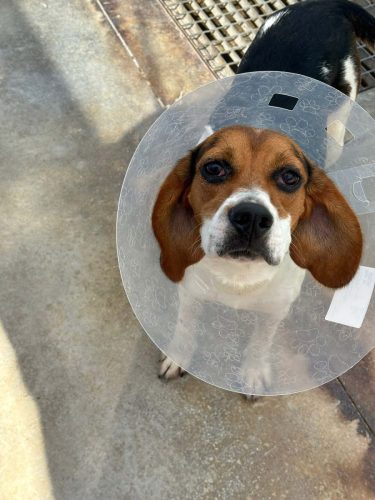 Liten brun, hvit og svart hund med nakkekrage ser opp mot kamera.