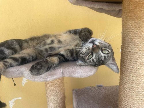Gråstripet katt ligger på ryggen på en klorestolpe foran en gul vegg.