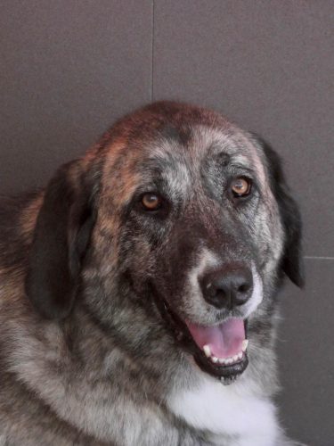Stor hund med gylne øyne som ser mot kamera.