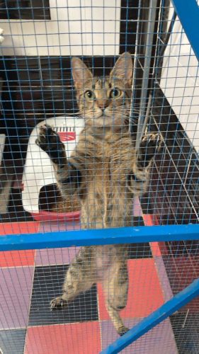 Gråspraglet katt som henger i nettingen i en av kennelburene.